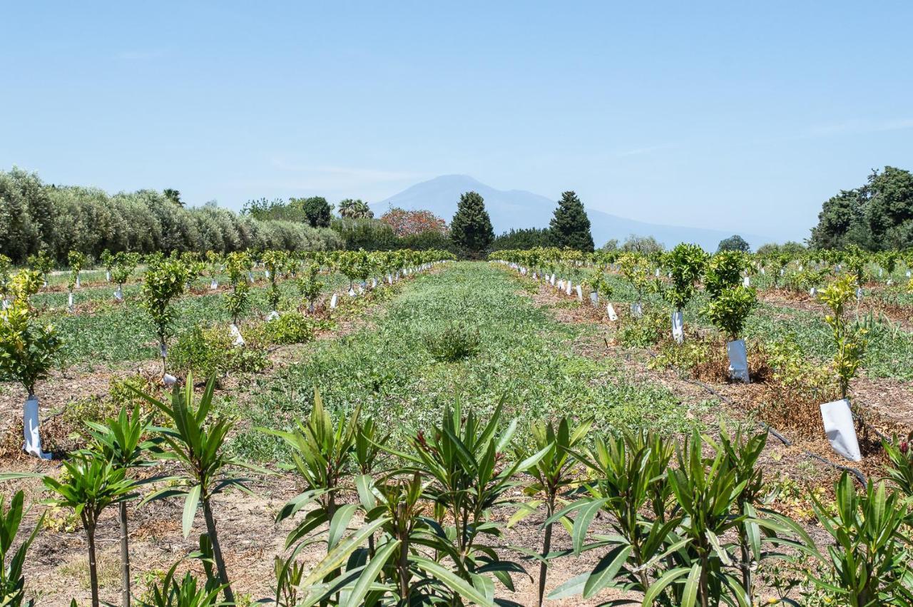 Tenuta San Calogero Salvia *